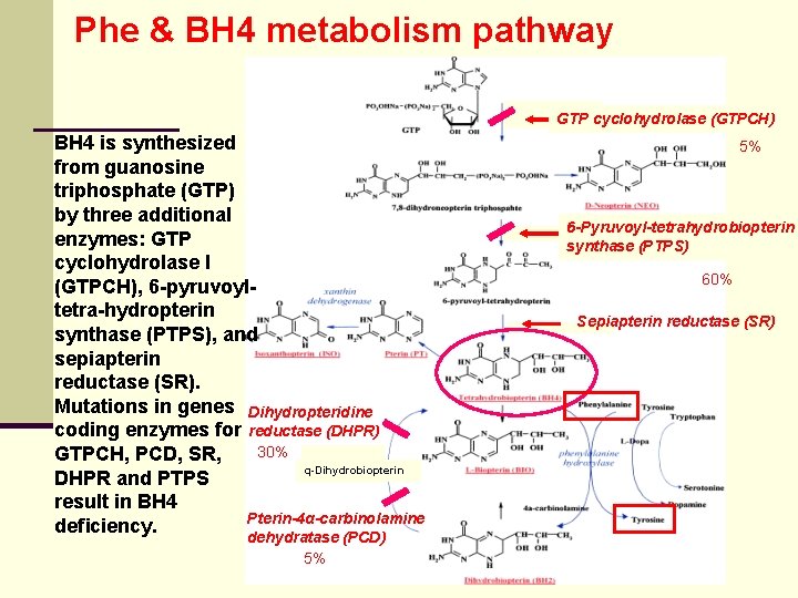 Phe & BH 4 metabolism pathway GTP cyclohydrolase (GTPCH) BH 4 is synthesized from