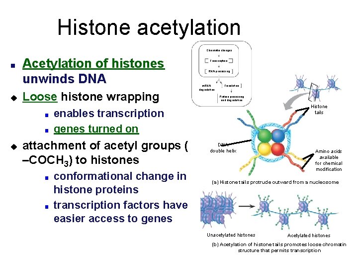 Histone acetylation Chromatin changes ■ u Acetylation of histones unwinds DNA Loose histone wrapping