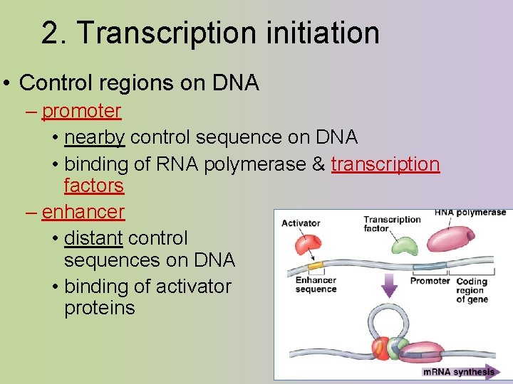 2. Transcription initiation • Control regions on DNA – promoter • nearby control sequence