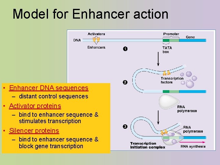 Model for Enhancer action • Enhancer DNA sequences – distant control sequences • Activator