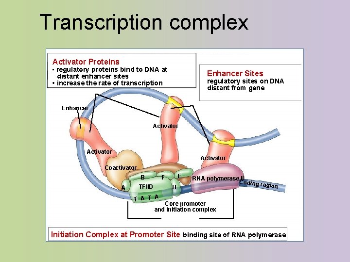 Transcription complex Activator Proteins • regulatory proteins bind to DNA at Enhancer Sites distant