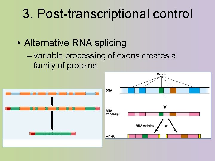 3. Post-transcriptional control • Alternative RNA splicing – variable processing of exons creates a