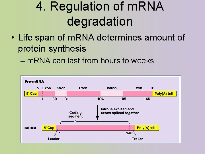 4. Regulation of m. RNA degradation • Life span of m. RNA determines amount