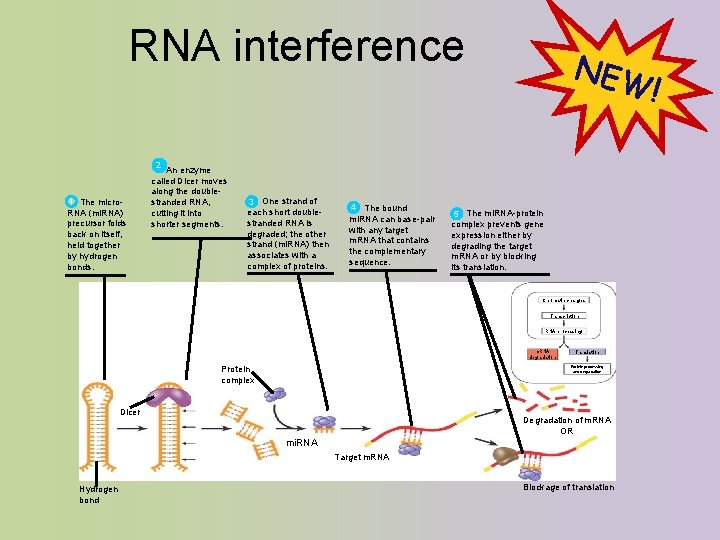 RNA interference 1 The micro. RNA (mi. RNA) precursor folds back on itself, held