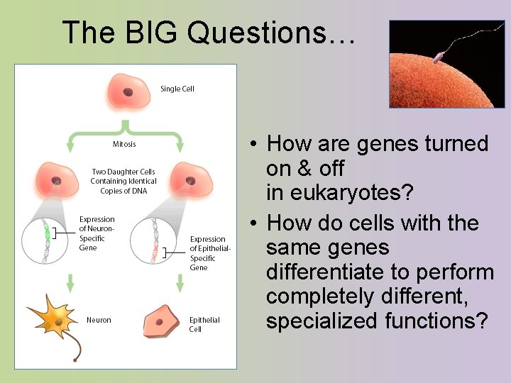 The BIG Questions… • How are genes turned on & off in eukaryotes? •