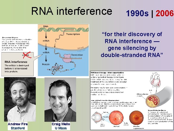 RNA interference 1990 s | 2006 “for their discovery of RNA interference — gene