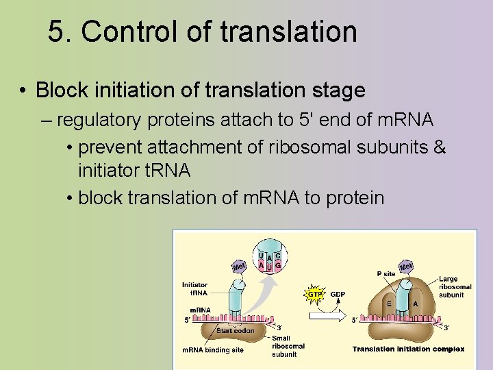 5. Control of translation • Block initiation of translation stage – regulatory proteins attach