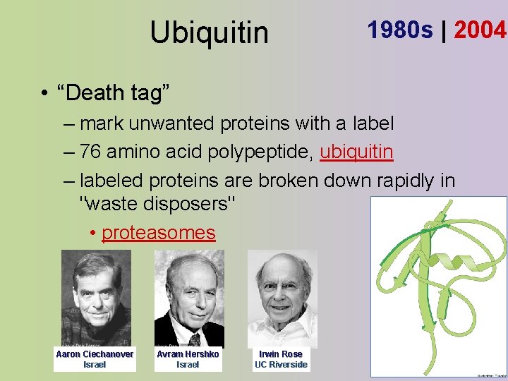 Ubiquitin 1980 s | 2004 • “Death tag” – mark unwanted proteins with a