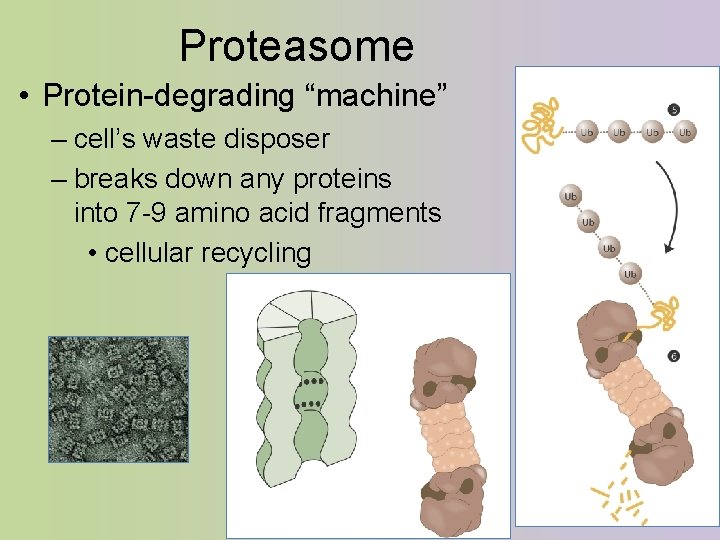 Proteasome • Protein-degrading “machine” – cell’s waste disposer – breaks down any proteins into