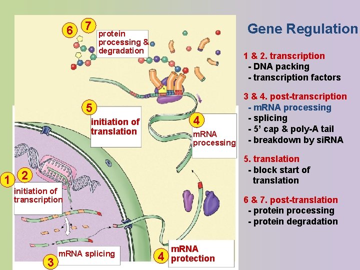 6 7 Gene Regulation protein processing & degradation 1 & 2. transcription - DNA
