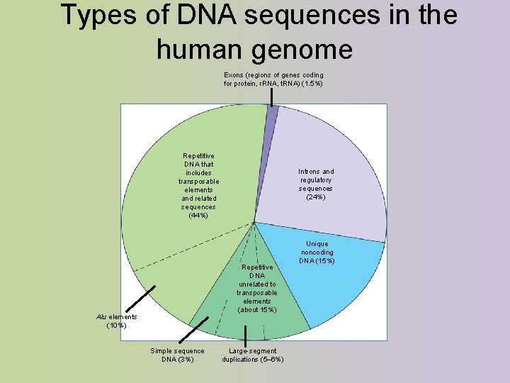  Types of DNA sequences in the human genome Exons (regions of genes coding