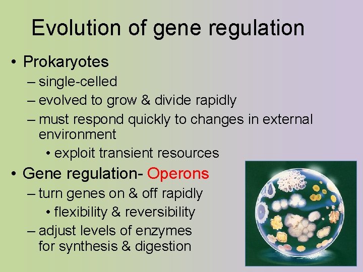 Evolution of gene regulation • Prokaryotes – single-celled – evolved to grow & divide