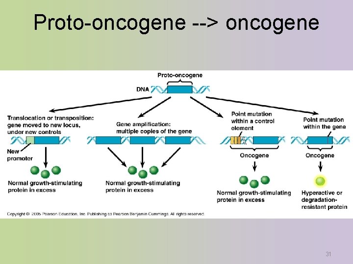 Proto-oncogene --> oncogene 31 