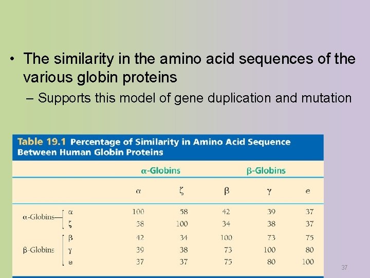  • The similarity in the amino acid sequences of the various globin proteins