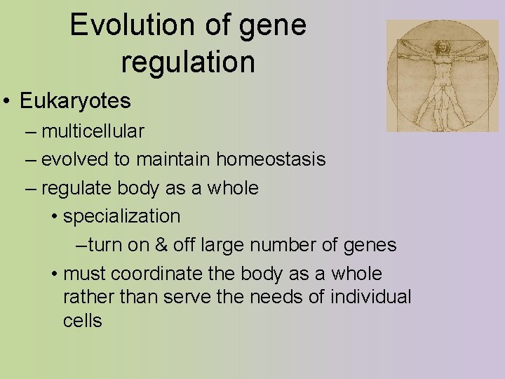 Evolution of gene regulation • Eukaryotes – multicellular – evolved to maintain homeostasis –