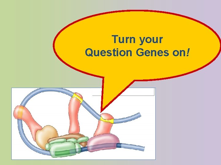 Turn your Question Genes on! 
