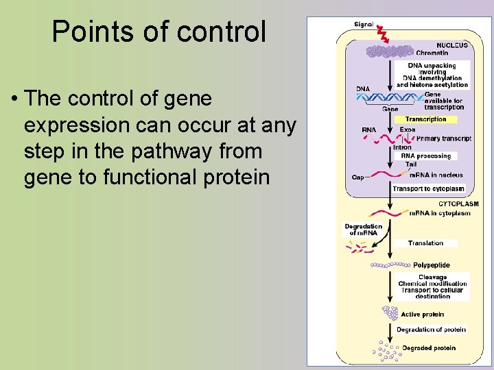 Points of control • The control of gene expression can occur at any step
