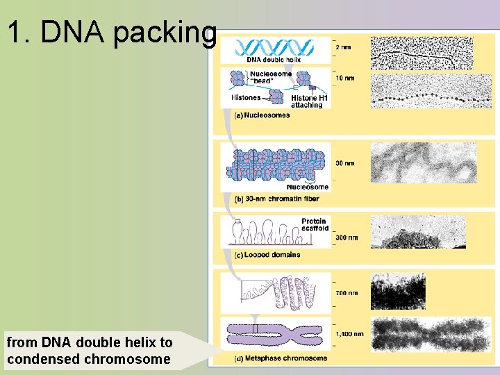 1. DNA packing from DNA double helix to condensed chromosome 