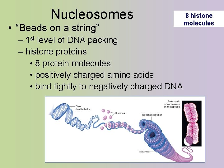 Nucleosomes • “Beads on a string” – 1 st level of DNA packing –