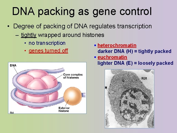 DNA packing as gene control • Degree of packing of DNA regulates transcription –