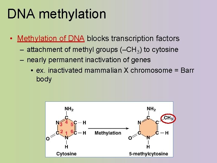 DNA methylation • Methylation of DNA blocks transcription factors – attachment of methyl groups