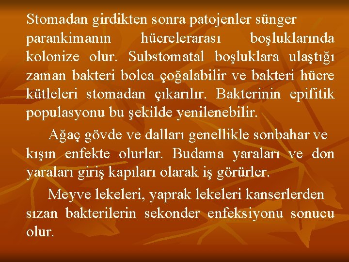 Stomadan girdikten sonra patojenler sünger parankimanın hücrelerarası boşluklarında kolonize olur. Substomatal boşluklara ulaştığı zaman