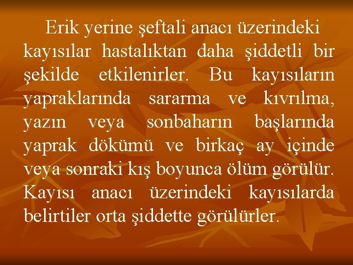 Erik yerine şeftali anacı üzerindeki kayısılar hastalıktan daha şiddetli bir şekilde etkilenirler. Bu kayısıların