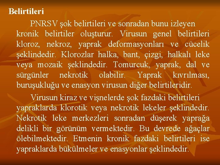 Belirtileri PNRSV şok belirtileri ve sonradan bunu izleyen kronik belirtiler oluşturur. Virusun genel belirtileri