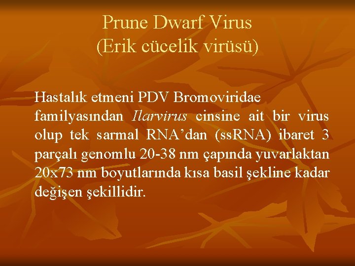 Prune Dwarf Virus (Erik cücelik virüsü) Hastalık etmeni PDV Bromoviridae familyasından Ilarvirus cinsine ait