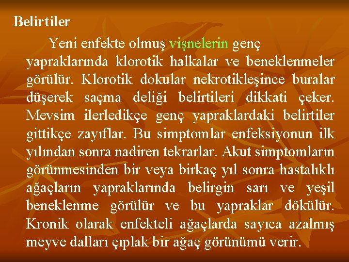 Belirtiler Yeni enfekte olmuş vişnelerin genç yapraklarında klorotik halkalar ve beneklenmeler görülür. Klorotik dokular