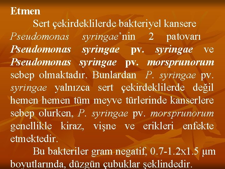Etmen Sert çekirdeklilerde bakteriyel kansere Pseudomonas syringae’nin 2 patovarı Pseudomonas syringae pv. syringae ve