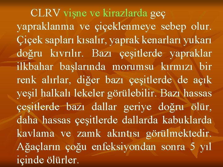 CLRV vişne ve kirazlarda geç yapraklanma ve çiçeklenmeye sebep olur. Çiçek sapları kısalır, yaprak