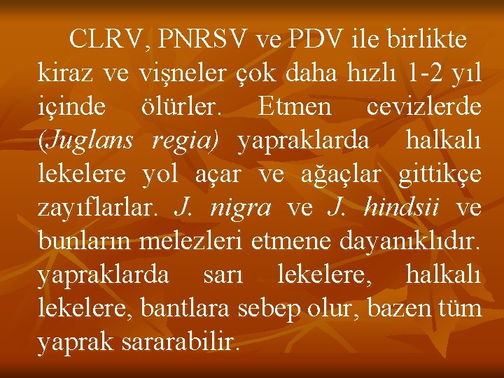 CLRV, PNRSV ve PDV ile birlikte kiraz ve vişneler çok daha hızlı 1 -2