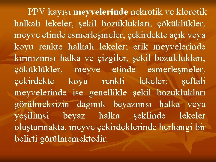 PPV kayısı meyvelerinde nekrotik ve klorotik halkalı lekeler, şekil bozuklukları, çöküklükler, meyve etinde esmerleşmeler,