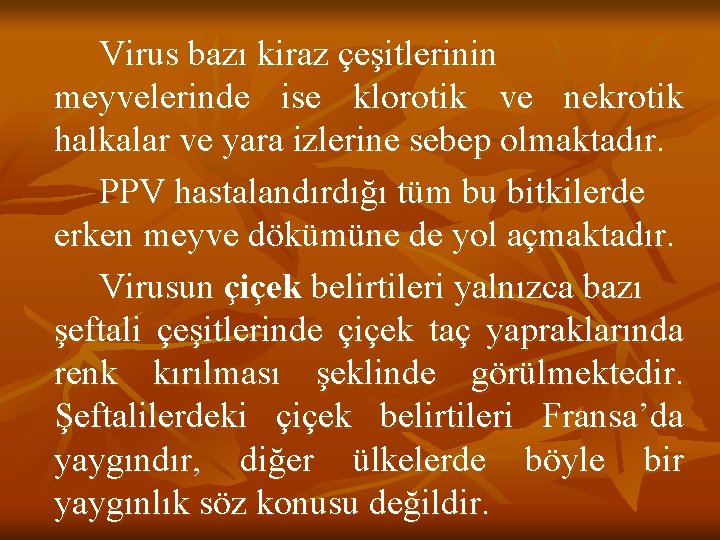 Virus bazı kiraz çeşitlerinin meyvelerinde ise klorotik ve nekrotik halkalar ve yara izlerine sebep