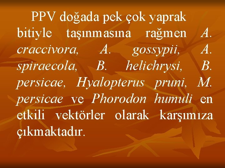 PPV doğada pek çok yaprak bitiyle taşınmasına rağmen A. craccivora, A. gossypii, A. spiraecola,