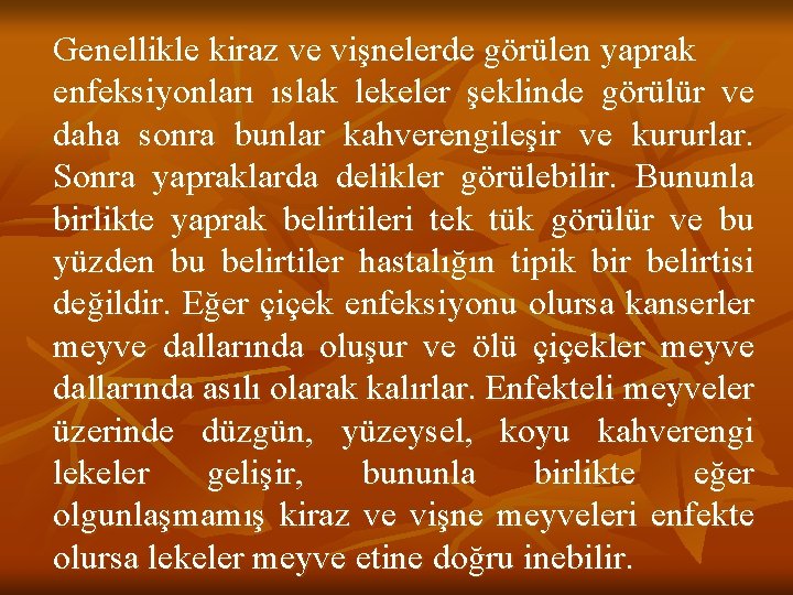 Genellikle kiraz ve vişnelerde görülen yaprak enfeksiyonları ıslak lekeler şeklinde görülür ve daha sonra