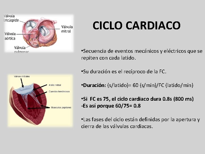 CICLO CARDIACO • Secuencia de eventos mecánicos y eléctricos que se repiten con cada CICLO CARDIACO • Secuencia de eventos mecánicos y eléctricos que se repiten con cada