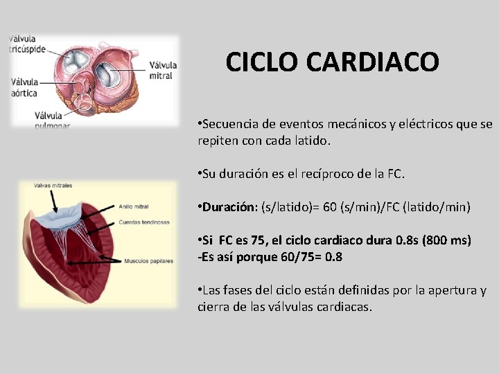 CICLO CARDIACO • Secuencia de eventos mecánicos y eléctricos que se repiten con cada