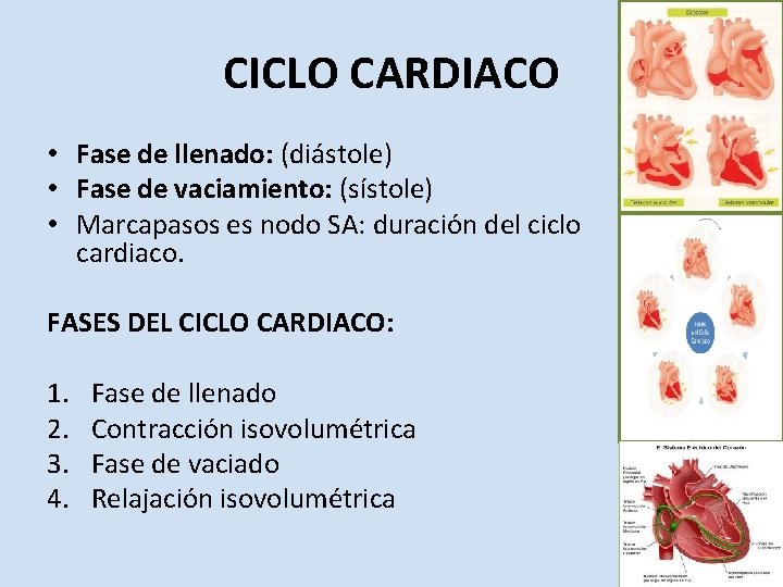 CICLO CARDIACO • Fase de llenado: (diástole) • Fase de vaciamiento: (sístole) • Marcapasos