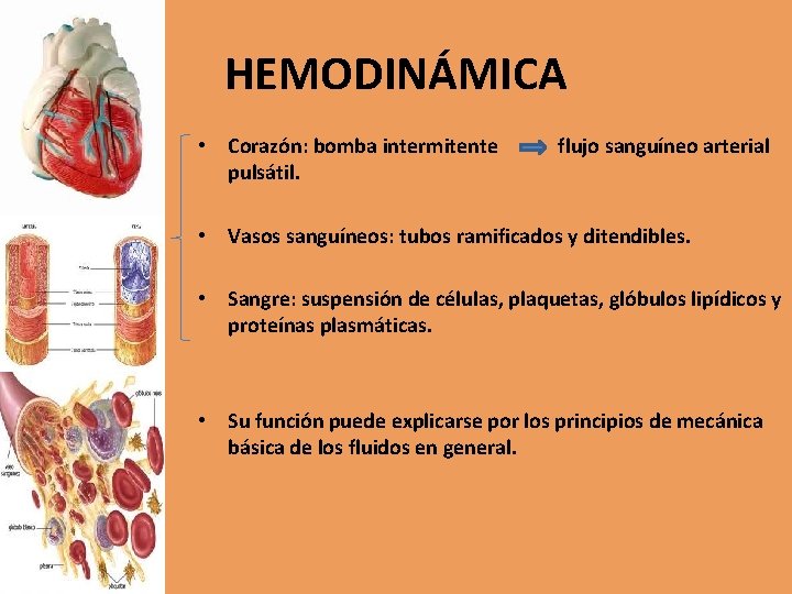 HEMODINÁMICA • Corazón: bomba intermitente pulsátil. flujo sanguíneo arterial • Vasos sanguíneos: tubos ramificados