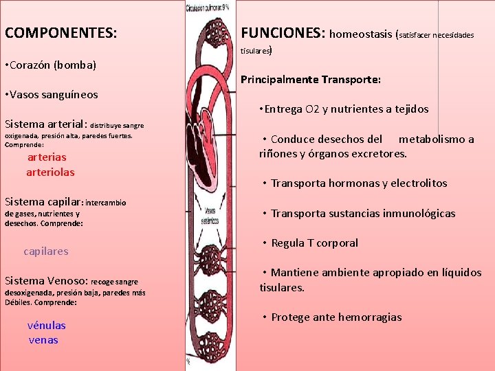 COMPONENTES: • Corazón (bomba) • Vasos sanguíneos Sistema arterial: distribuye sangre oxigenada, presión alta, COMPONENTES: • Corazón (bomba) • Vasos sanguíneos Sistema arterial: distribuye sangre oxigenada, presión alta,