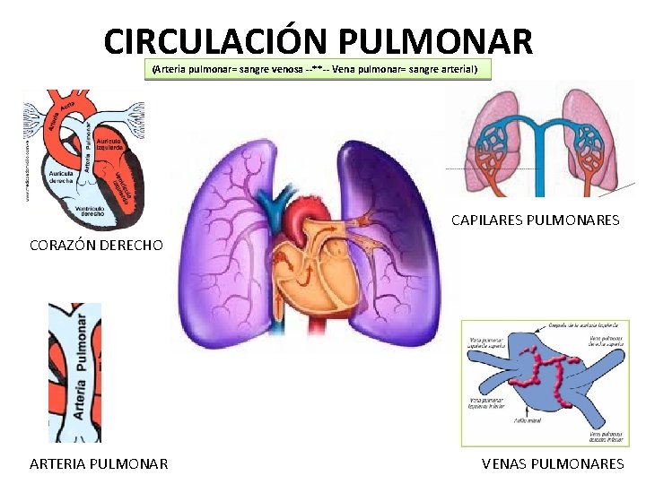 CIRCULACIÓN PULMONAR (Arteria pulmonar= sangre venosa --**-- Vena pulmonar= sangre arterial) CAPILARES PULMONARES CORAZÓN CIRCULACIÓN PULMONAR (Arteria pulmonar= sangre venosa --**-- Vena pulmonar= sangre arterial) CAPILARES PULMONARES CORAZÓN