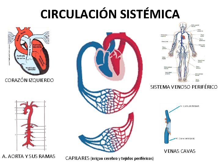 CIRCULACIÓN SISTÉMICA CORAZÓN IZQUIERDO SISTEMA VENOSO PERIFÉRICO A. AORTA Y SUS RAMAS VENAS CAVAS