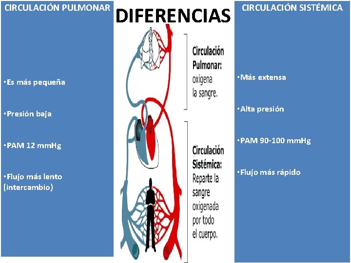 CIRCULACIÓN PULMONAR • Es más pequeña • Presión baja • PAM 12 mm. Hg