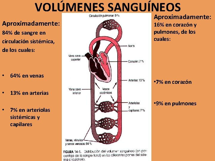 VOLÚMENES SANGUÍNEOS Aproximadamente: 84% de sangre en circulación sistémica, de los cuales: • 64%