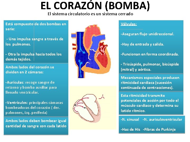 EL CORAZÓN (BOMBA) El sistema circulatorio es un sistema cerrado Está compuesto de dos