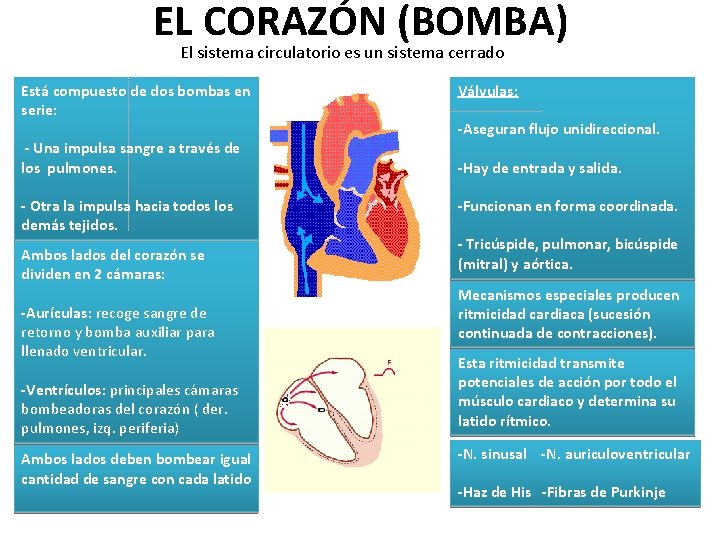EL CORAZÓN (BOMBA) El sistema circulatorio es un sistema cerrado Está compuesto de dos EL CORAZÓN (BOMBA) El sistema circulatorio es un sistema cerrado Está compuesto de dos