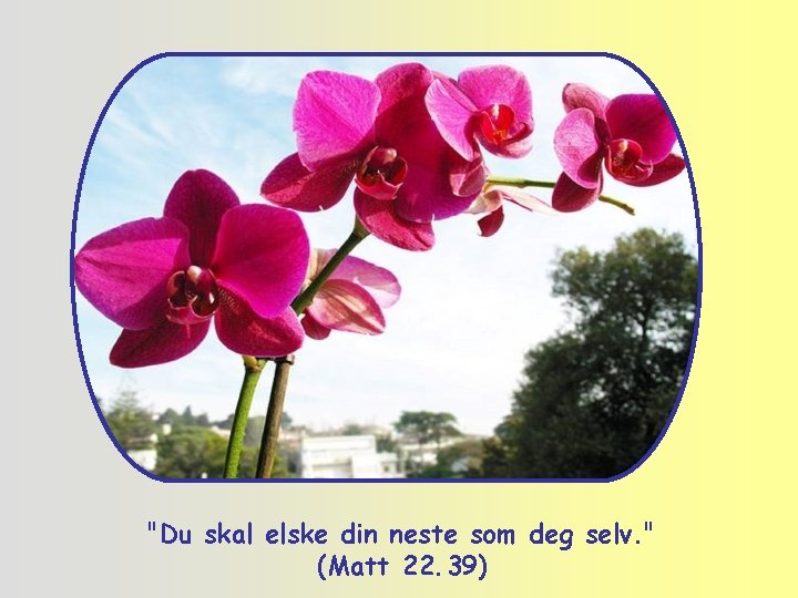 "Du skal elske din neste som deg selv. " (Matt 22. 39) 