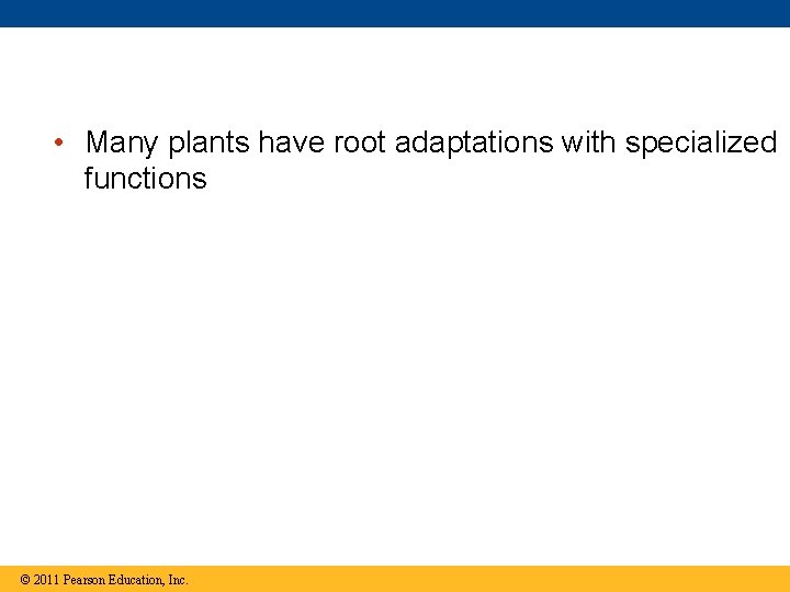  • Many plants have root adaptations with specialized functions © 2011 Pearson Education,